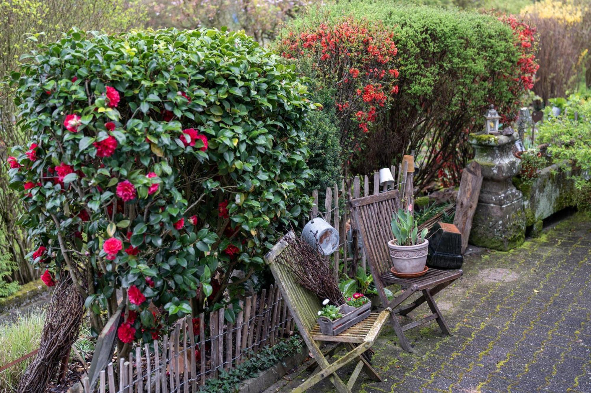 Ferienwohnung Schaetzle Schuttertal Luaran gambar